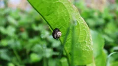 zwarte slak op groen blad in natuurlijke omgeving